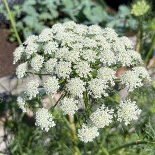 Blumensamen-Mischung „Blühstreifen“ - 9 BIO-Blumensorten [samenfest]