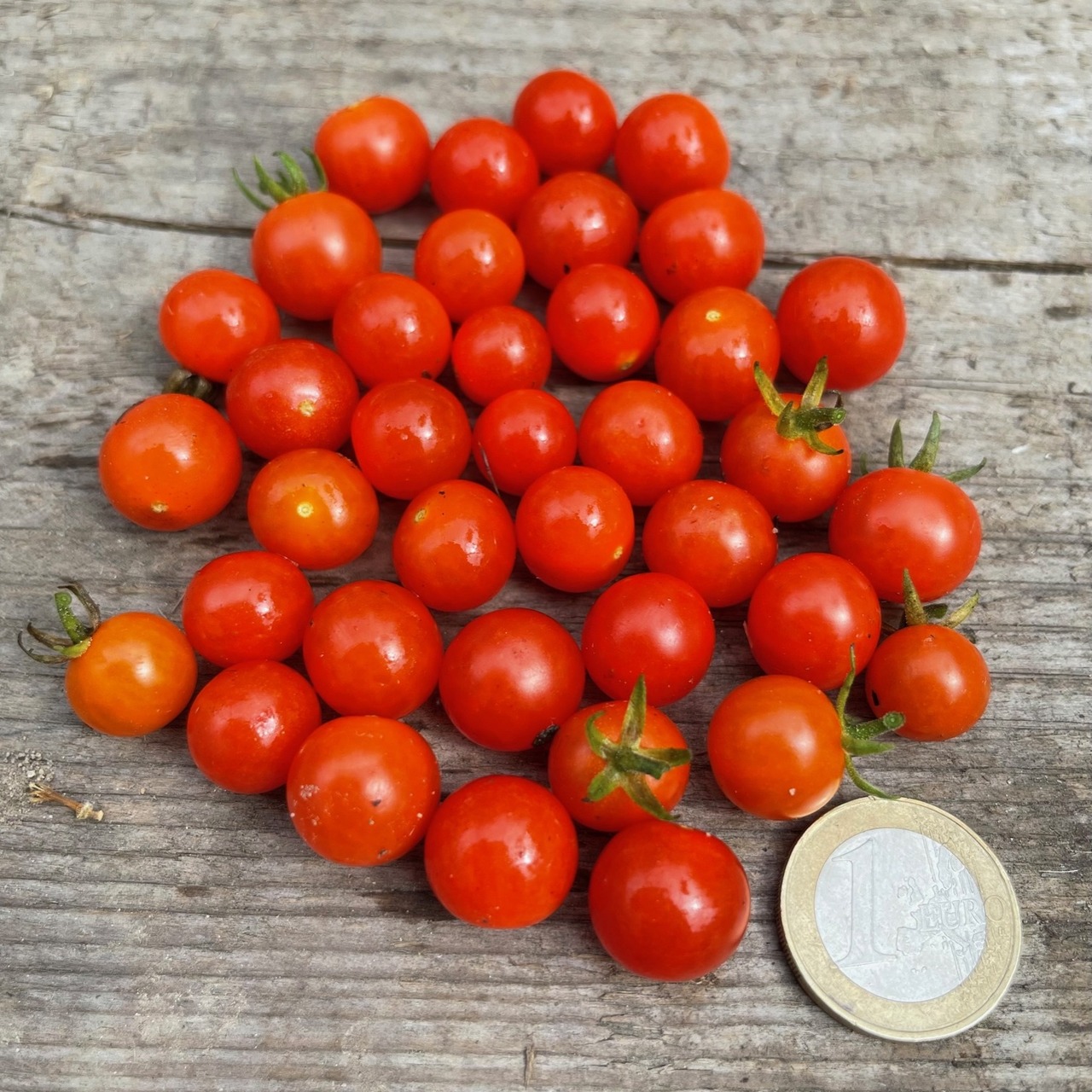 Tomate "Johannisbeertomate" - BIO-Tomatensorte (samenfest)