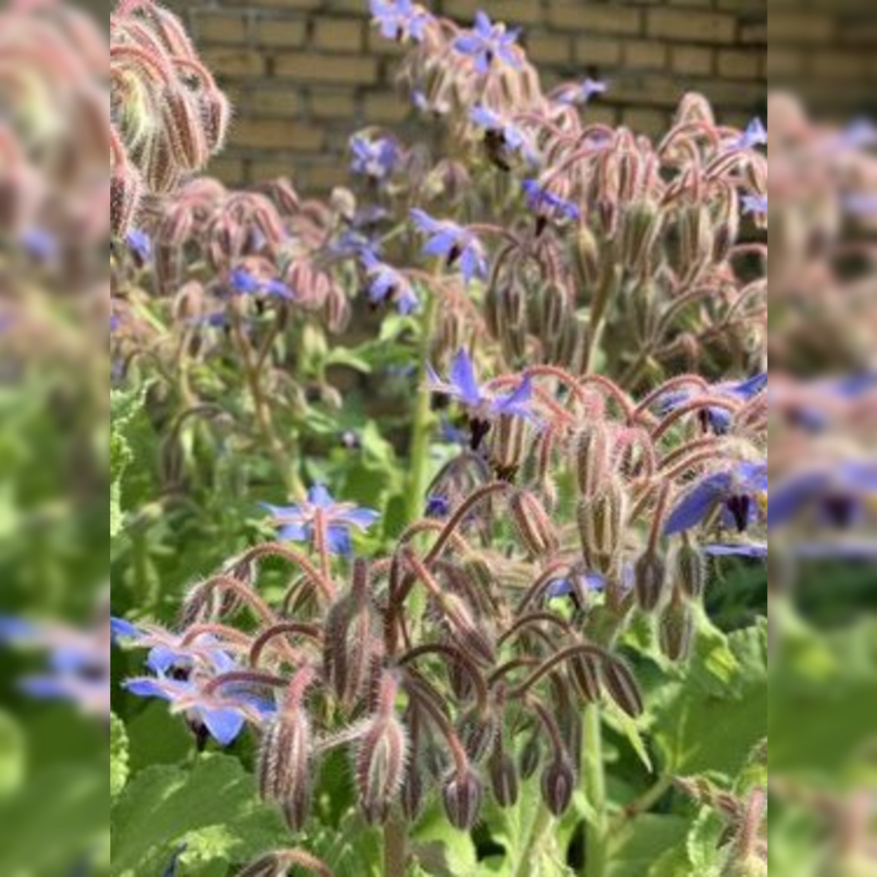 Blumensamen Set „Beetblumen“ - 5 BIO-Blumensamen [samenfest]