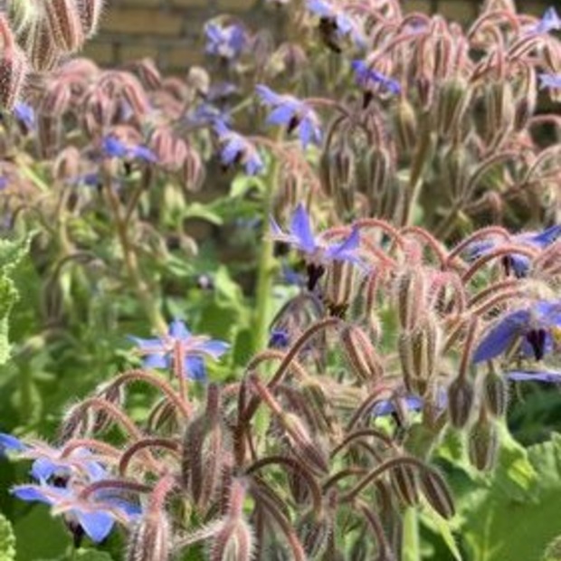 Blumensamen Set „Beetblumen“ - 5 BIO-Blumensamen [samenfest]