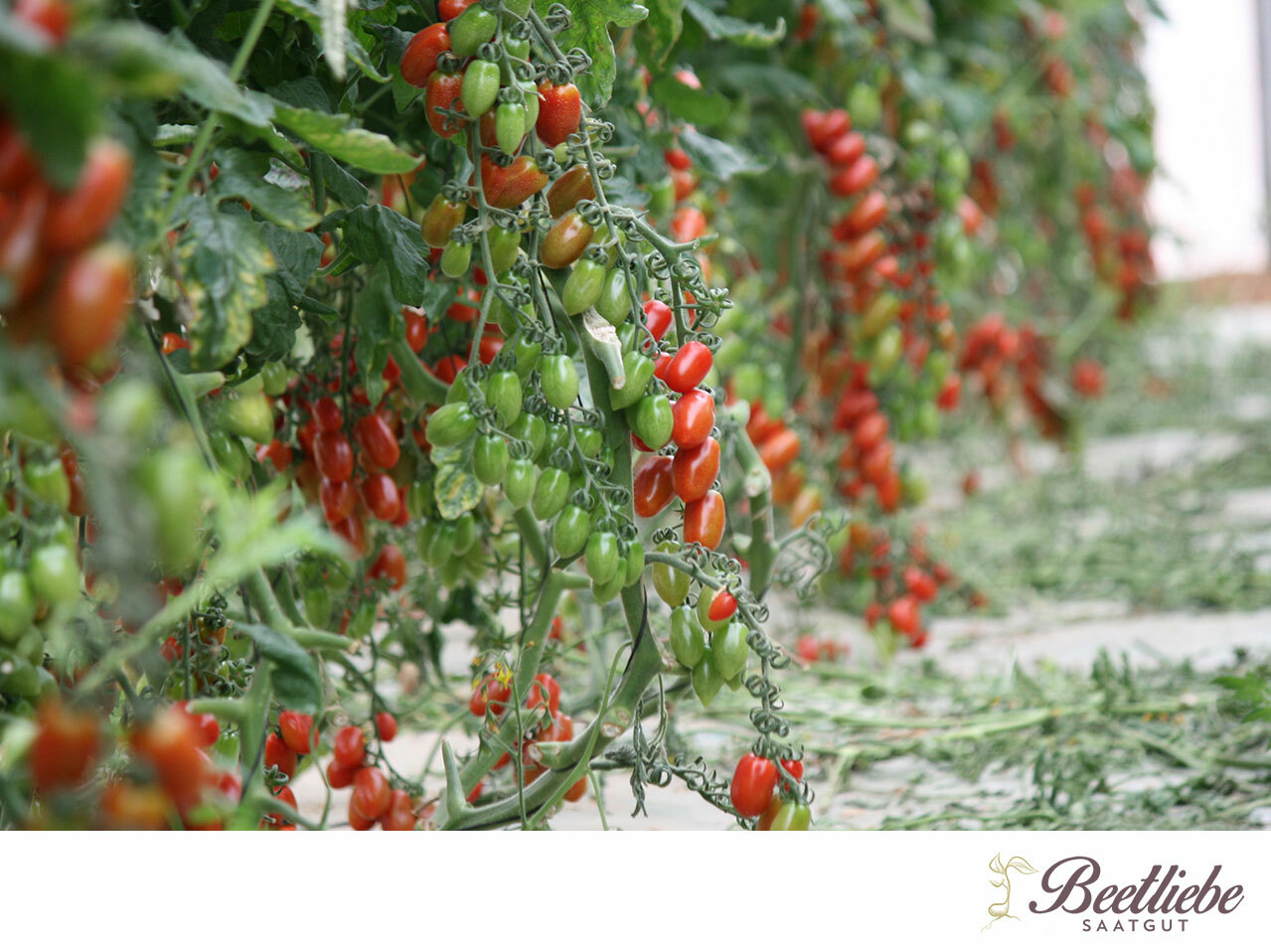 Tomaten am Strauch, Tomatengewächshaus