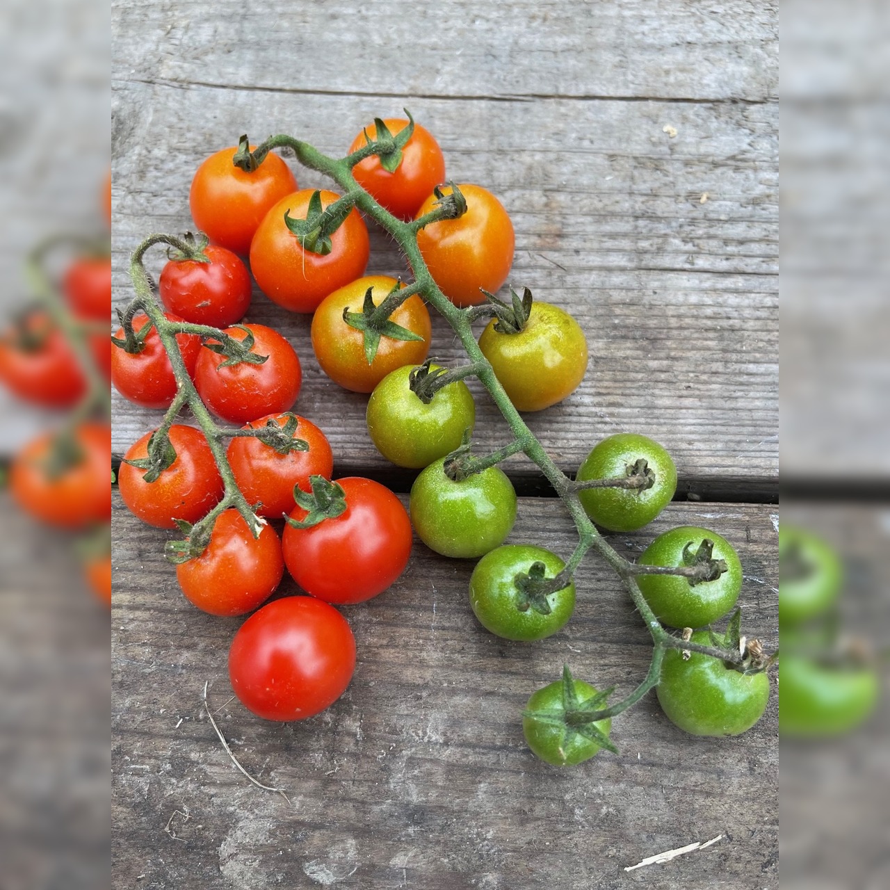 Anzucht-Set "Cherrytomaten" [01, 11]