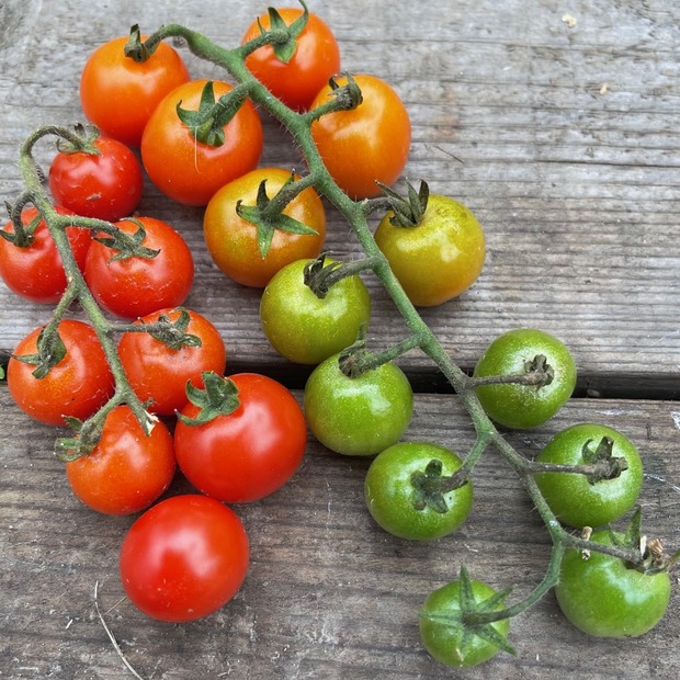 Anzucht-Set "Cherrytomaten" [01, 11]