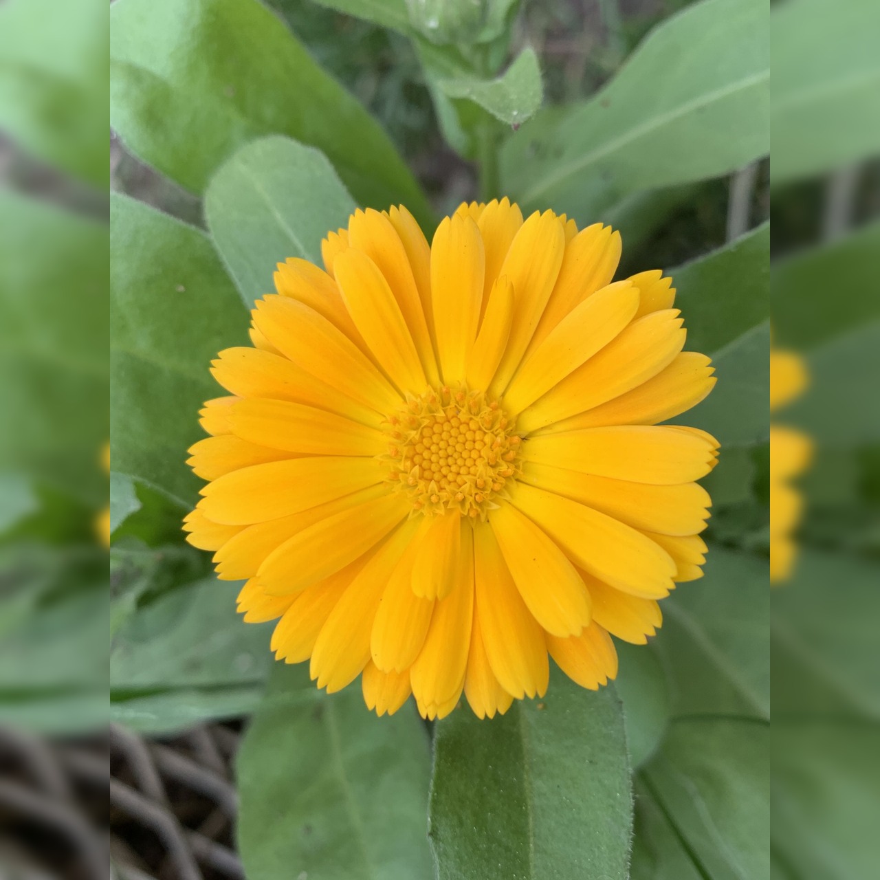 "Ringelblume" - BIO-Blumensamen [samenfest]