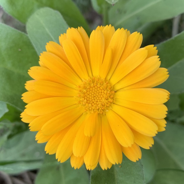 "Ringelblume" - BIO-Blumensamen [samenfest]