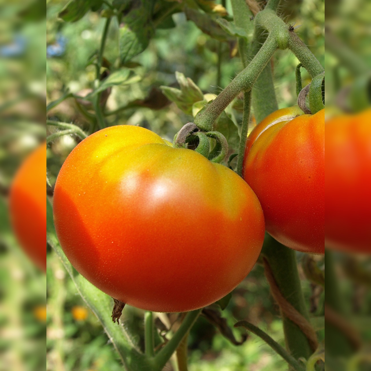 BIO Tomatensamen Set