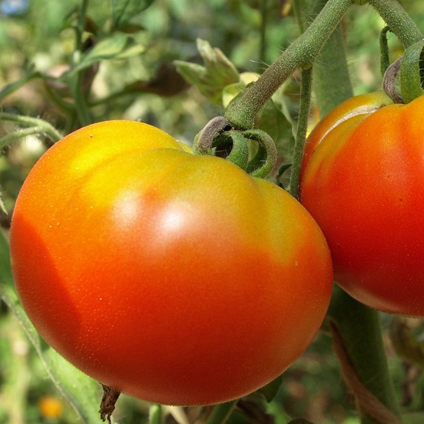 BIO Tomatensamen Set