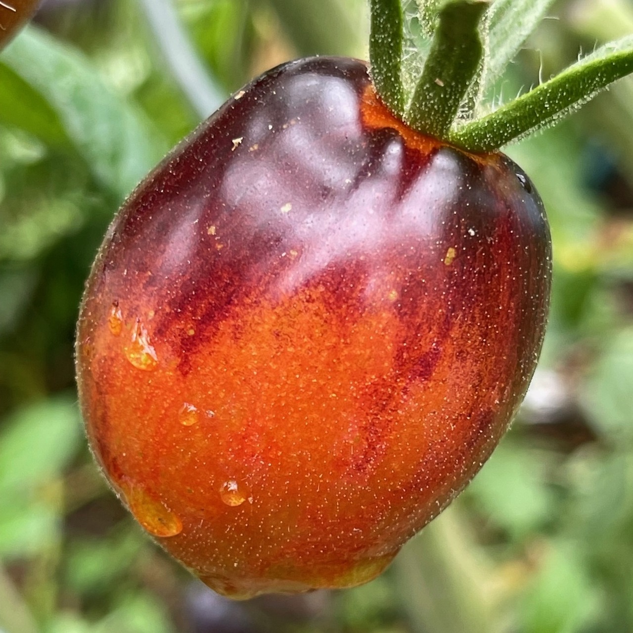 Tomate „Purple Dragon“ - BIO-Tomatensorte [samenfest]