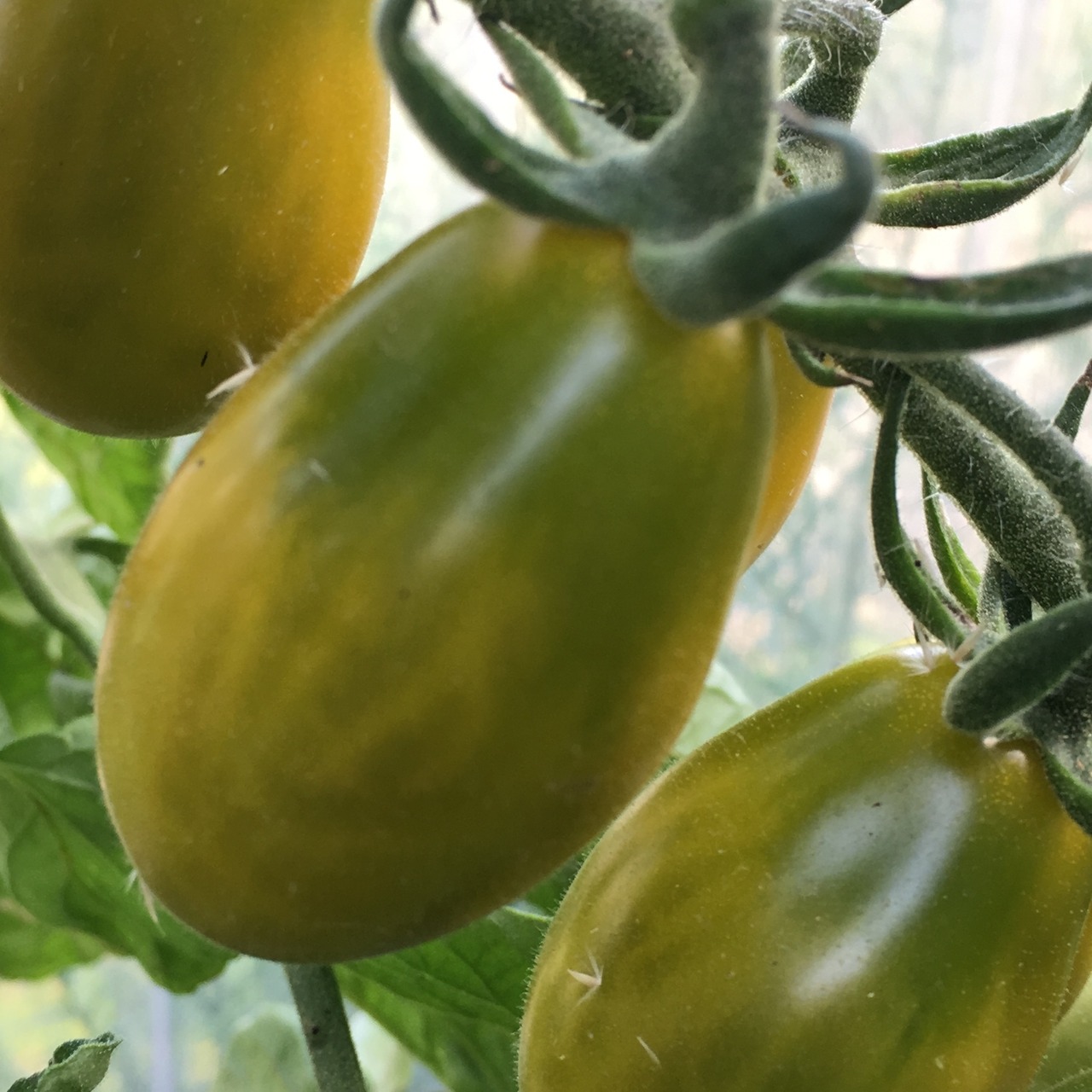 Tomate "Green Pear" - BIO-Tomatesorte [samenfest]