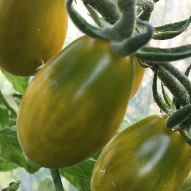 Tomate "Green Pear" - BIO-Tomatesorte [samenfest]