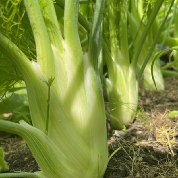 Knollenfenchel Samen "Selma" (samenfestes & BIO)