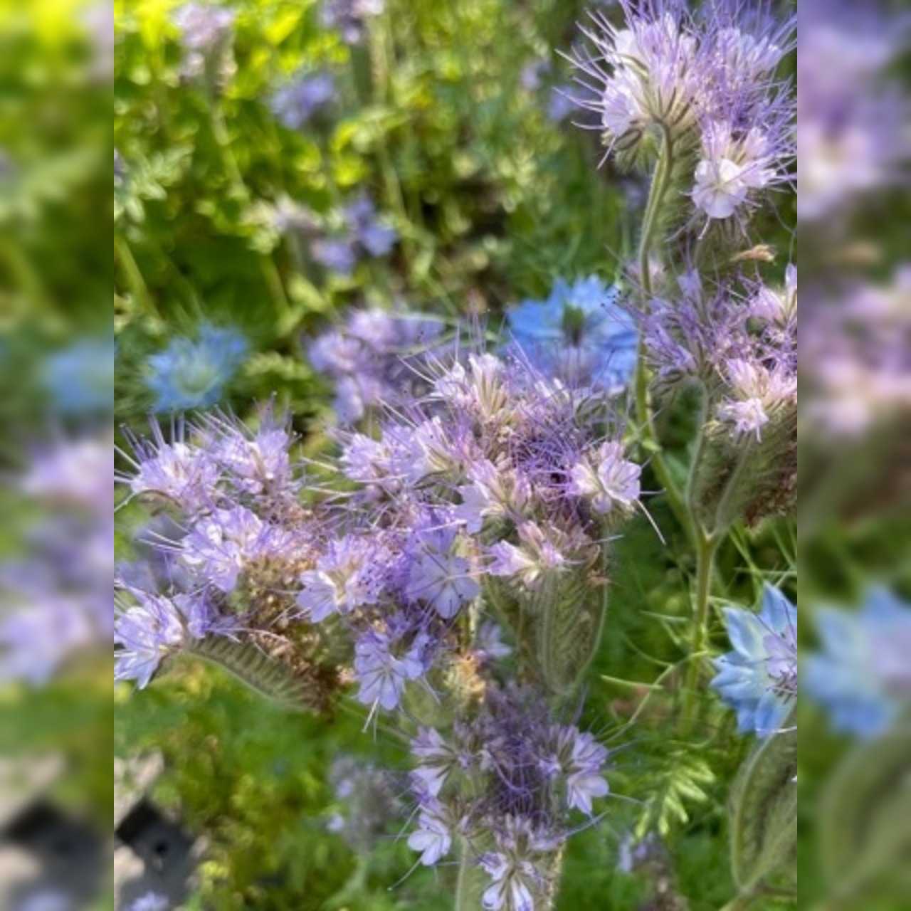 Blumensamen-Mischung „Blühstreifen“ - 9 BIO-Blumensorten [samenfest]