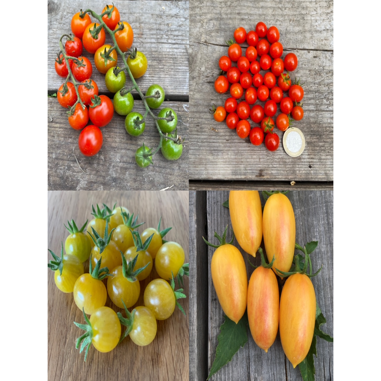 BIO Tomatensamen Set