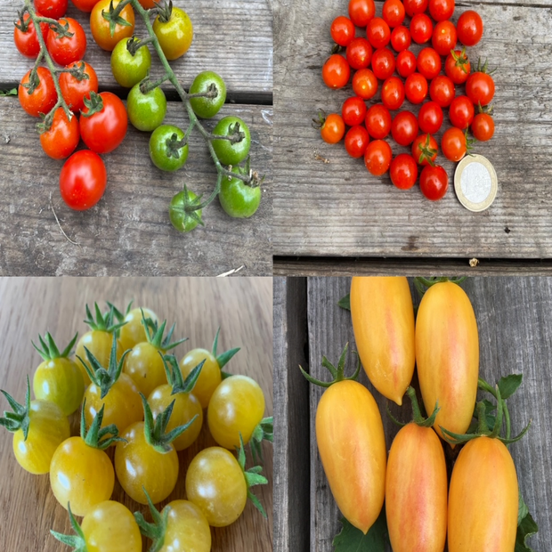 BIO Tomatensamen Set