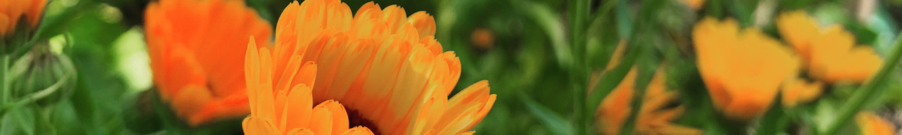 Beetblumen