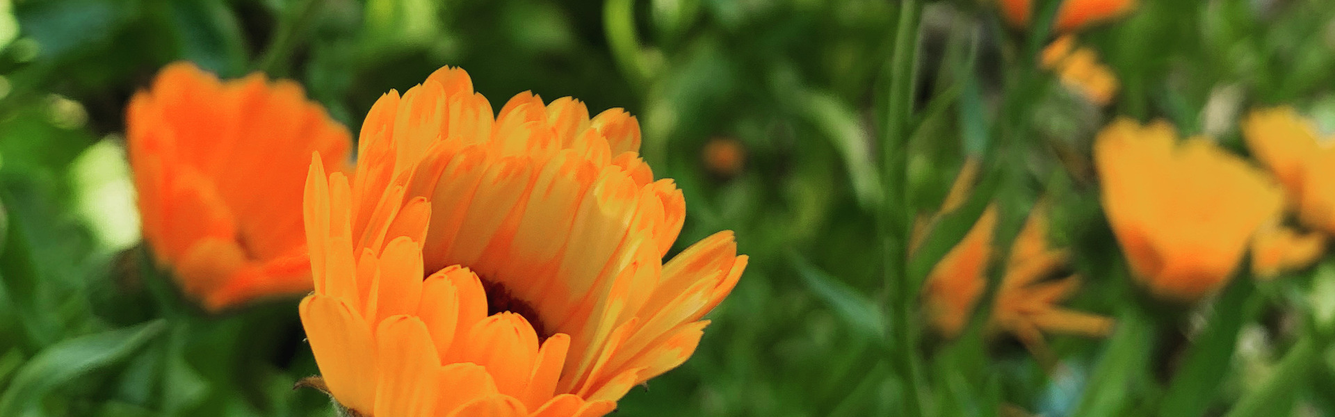 Beetblumen