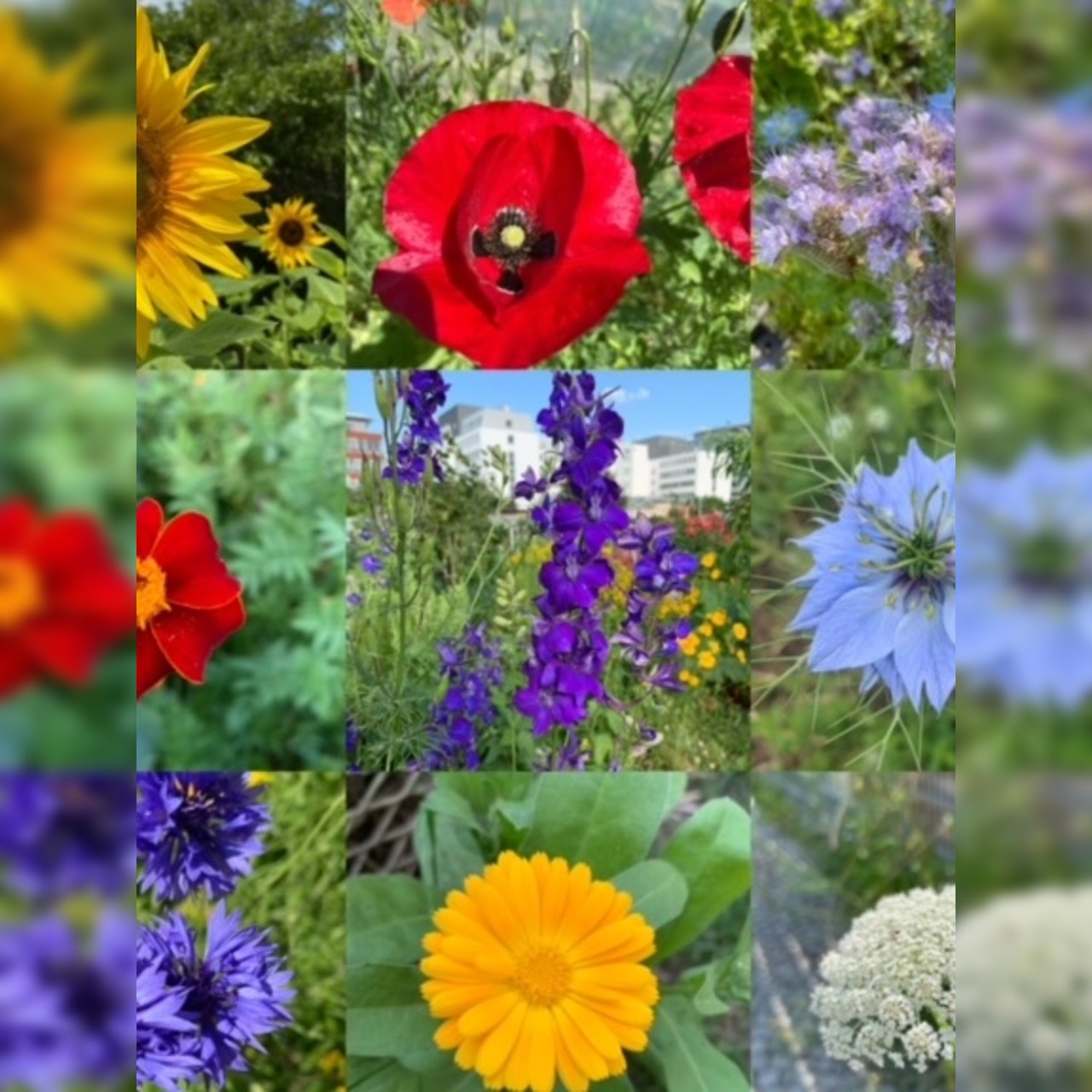 Blumensamen-Mischung „Blühstreifen“ - 9 BIO-Blumensorten [samenfest]