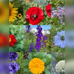 Blumensamen-Mischung „Blühstreifen“ - 9 BIO-Blumensorten [samenfest]