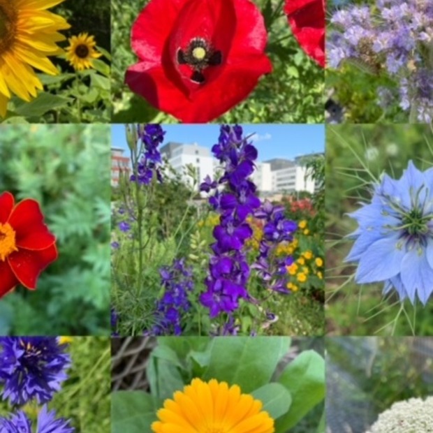 Blumensamen-Mischung „Blühstreifen“ - 9 BIO-Blumensorten [samenfest]