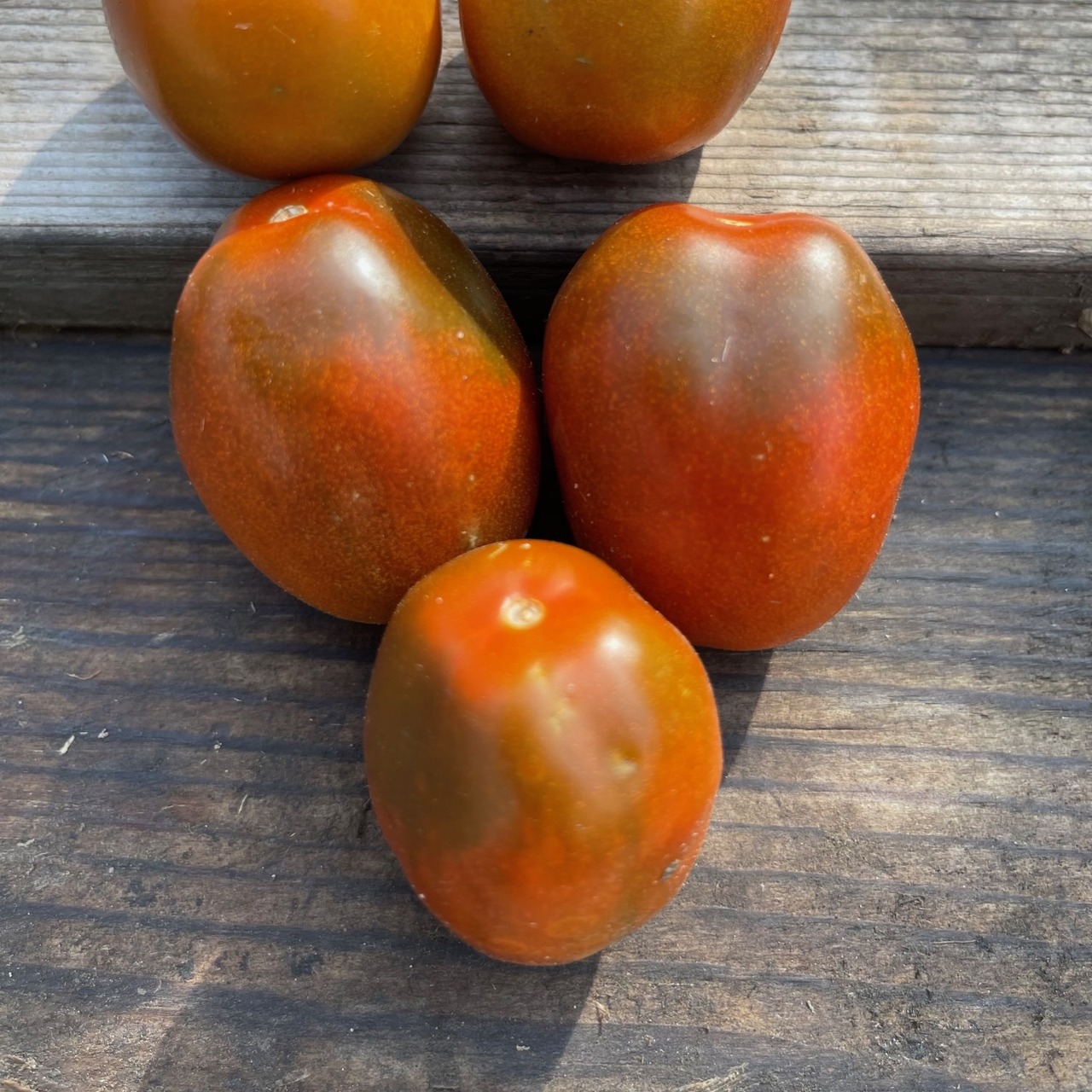 Tomate "Black Plum" - Tomatensamen [samenfest]