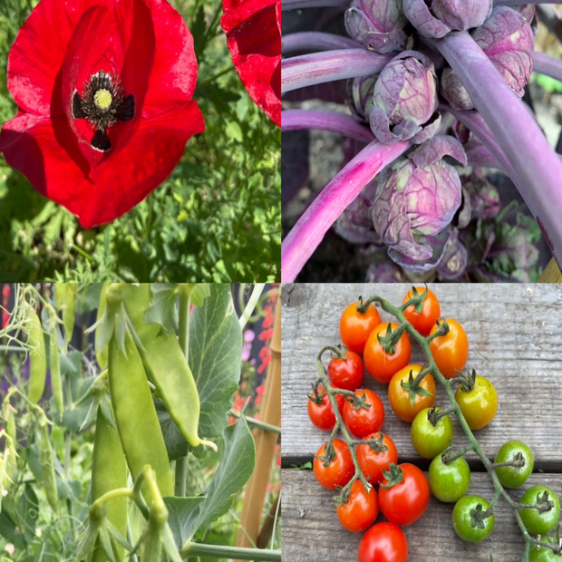 Gemüsesamen-Set "Verliebtes Gemüse" - 4 BIO-Sorten [samenfest]