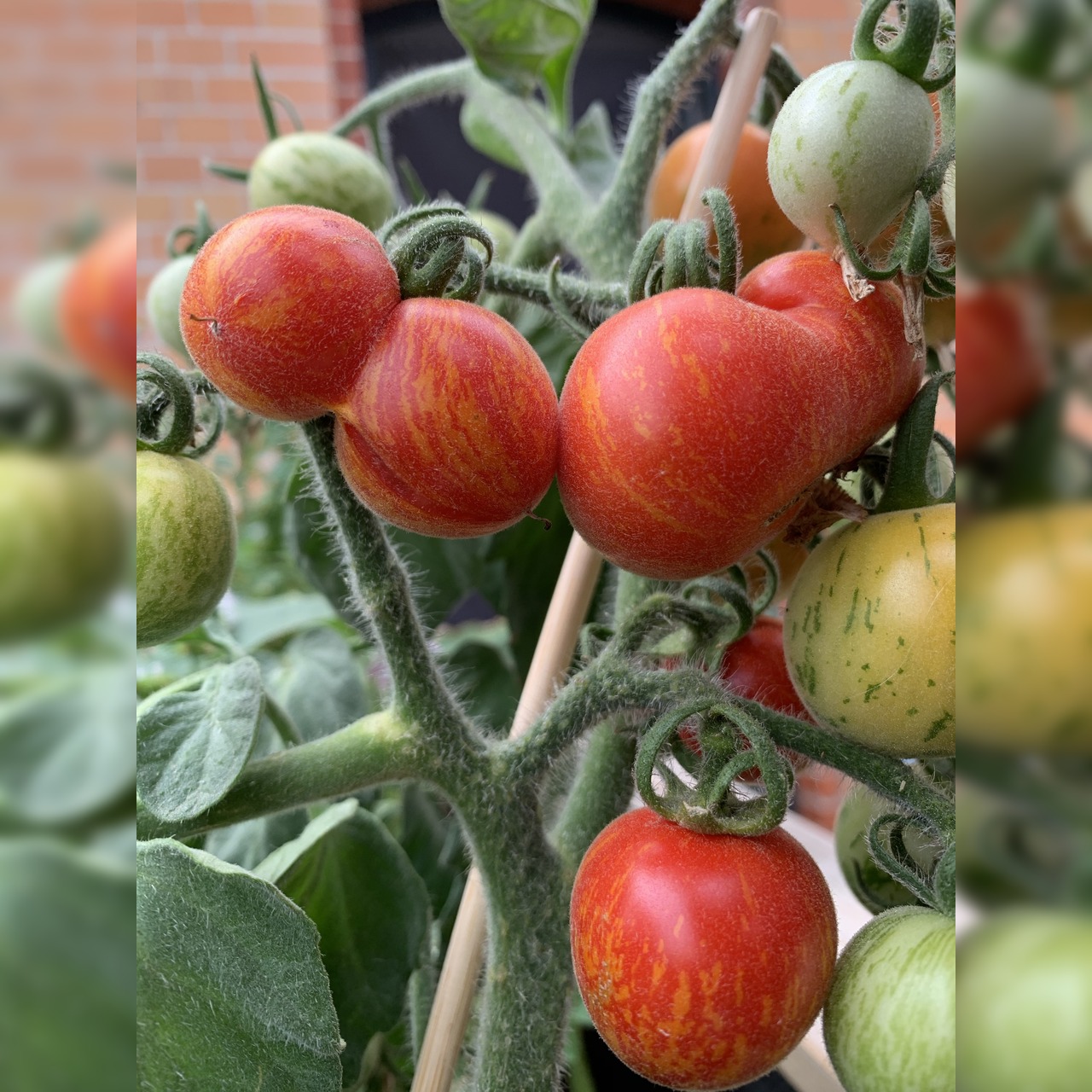 Tomate "Fuzzy Wuzzy" - BIO-Tomatensorte [samenfest]