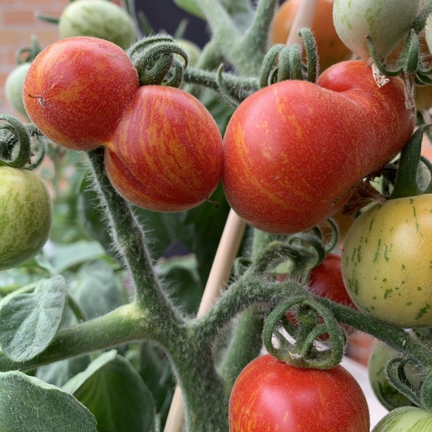 Tomate "Fuzzy Wuzzy" - BIO-Tomatensorte [samenfest]