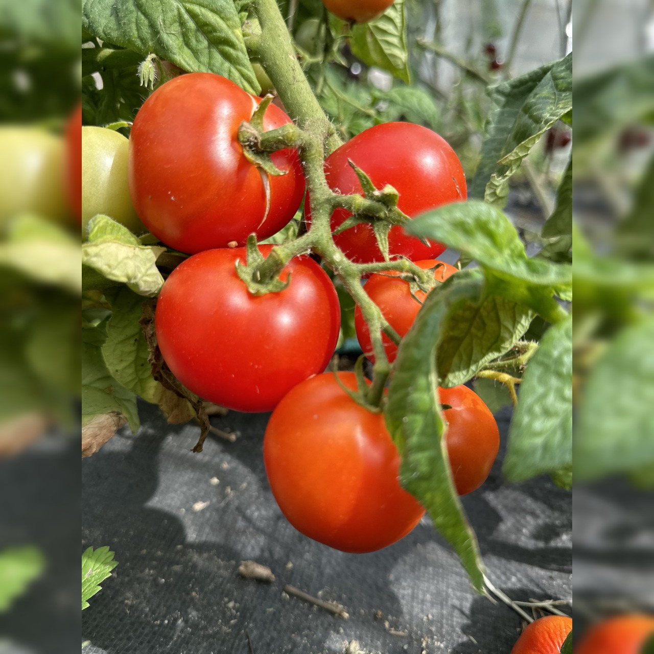 Tomate "Balkon Star" - BIO-Tomatensorte