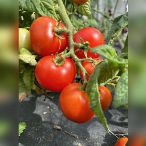 Tomate "Balkon Star" - BIO-Tomatensorte