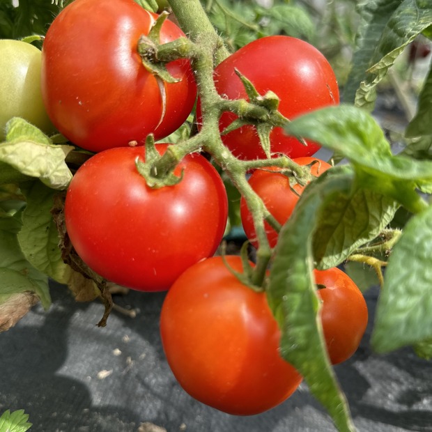 Tomate "Balkon Star" - BIO-Tomatensorte