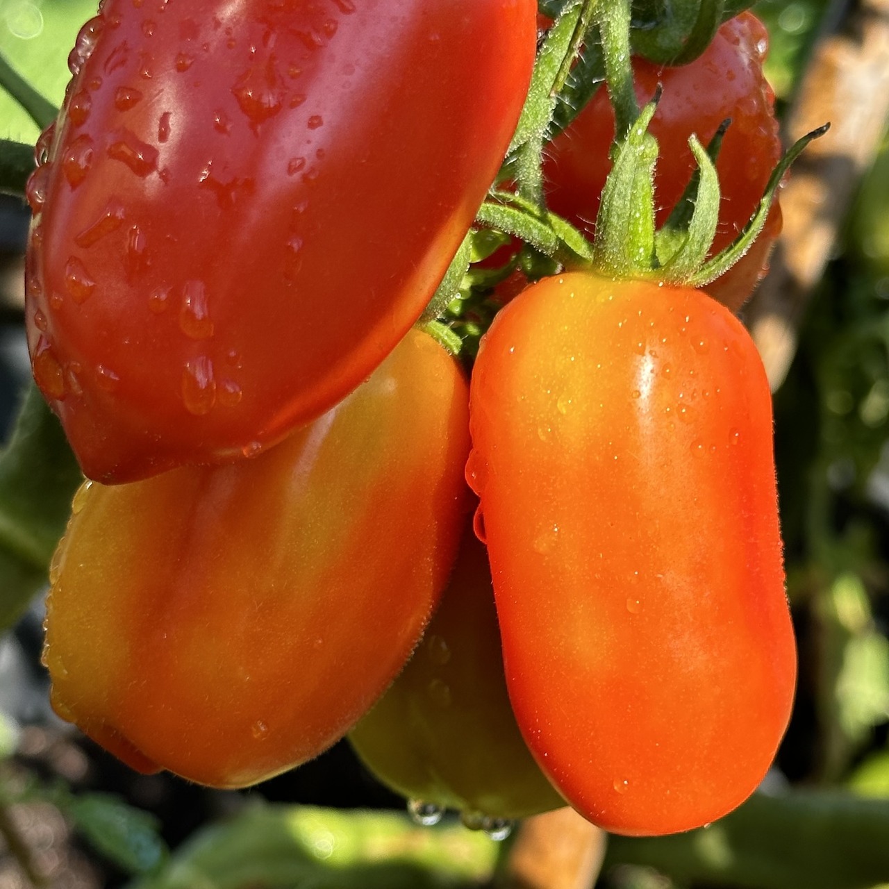 Tomate "San Marzano" - BIO-Flaschentomate [samenfest]