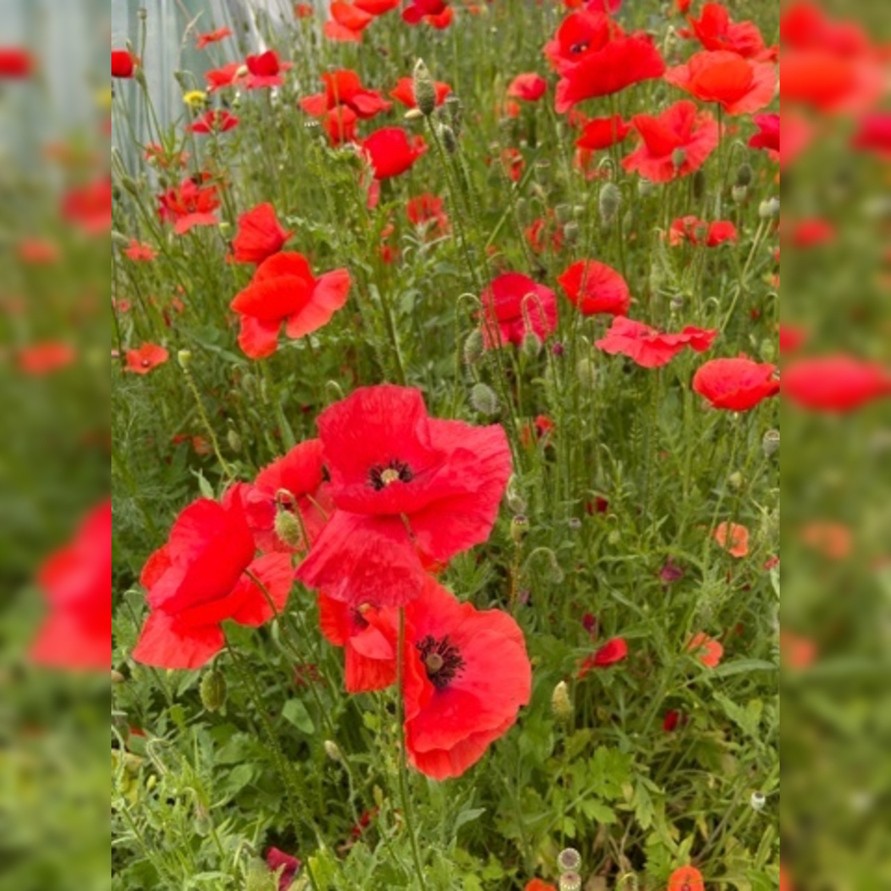 "Klatschmohn" - BIO-Blumensamen [samenfest]