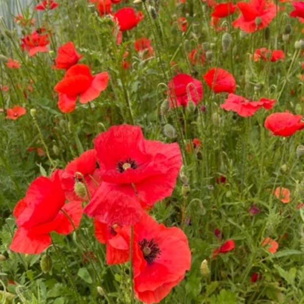 "Klatschmohn" - BIO-Blumensamen [samenfest]