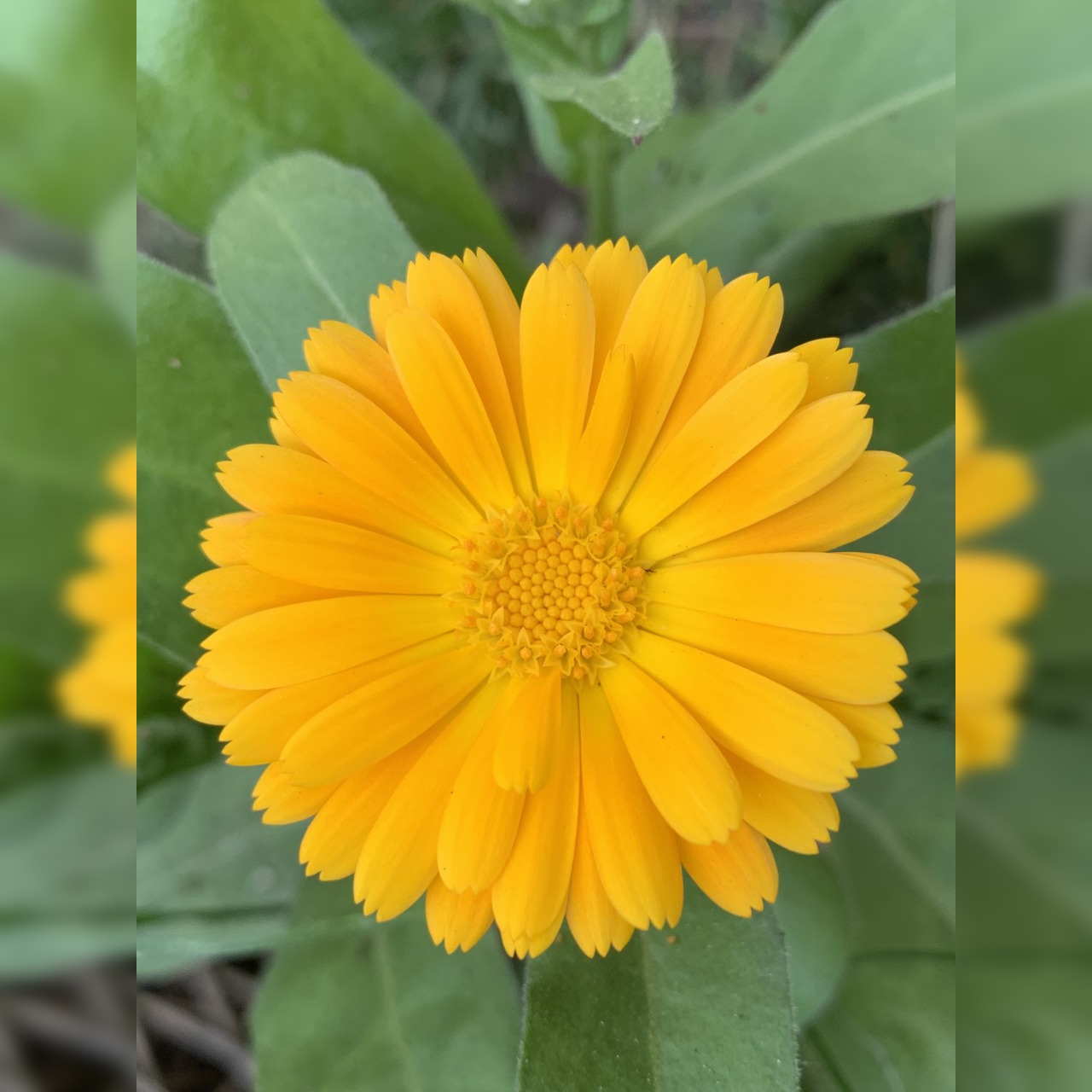 Blumensamen Set „Beetblumen“ - 5 BIO-Blumensamen [samenfest]