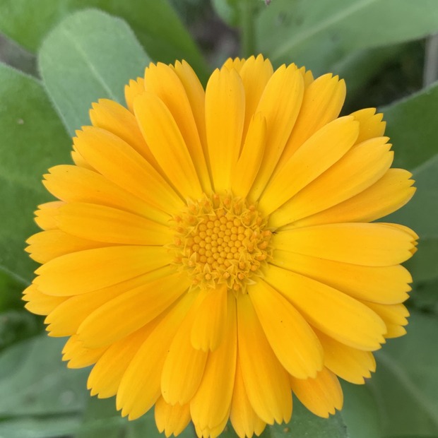 Blumensamen Set „Beetblumen“ - 5 BIO-Blumensamen [samenfest]