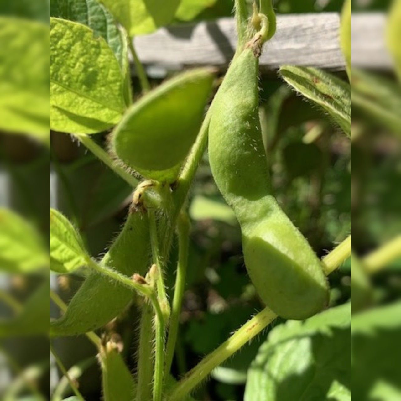 Sojabohne "Green Shell" - Edamame