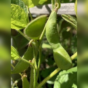 Sojabohne "Green Shell" - Edamame