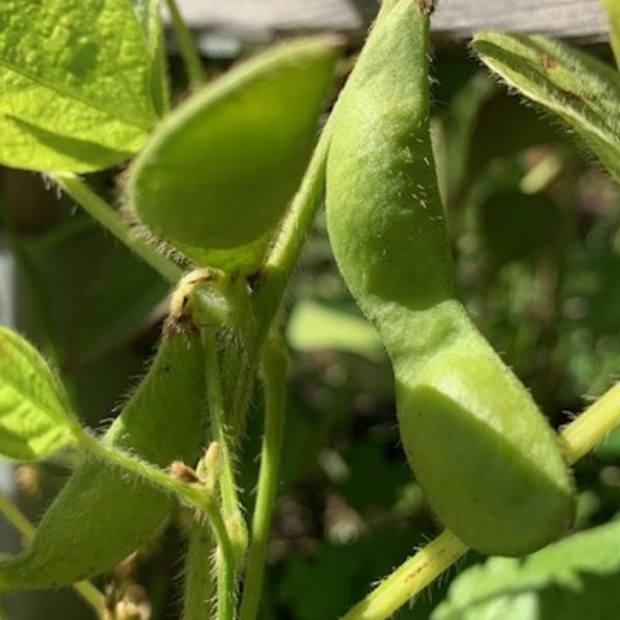 Sojabohne "Green Shell" - Edamame