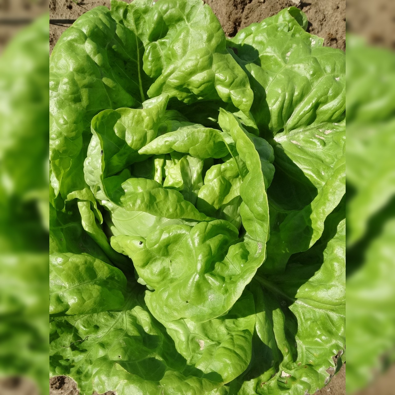 Kopfsalat "Wunder von Stuttgart" - BIO-Salatsorte samenfest