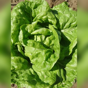 Kopfsalat "Wunder von Stuttgart" - BIO-Salatsorte samenfest