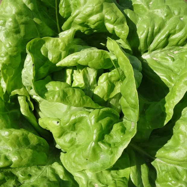 Kopfsalat "Wunder von Stuttgart" - BIO-Salatsorte samenfest