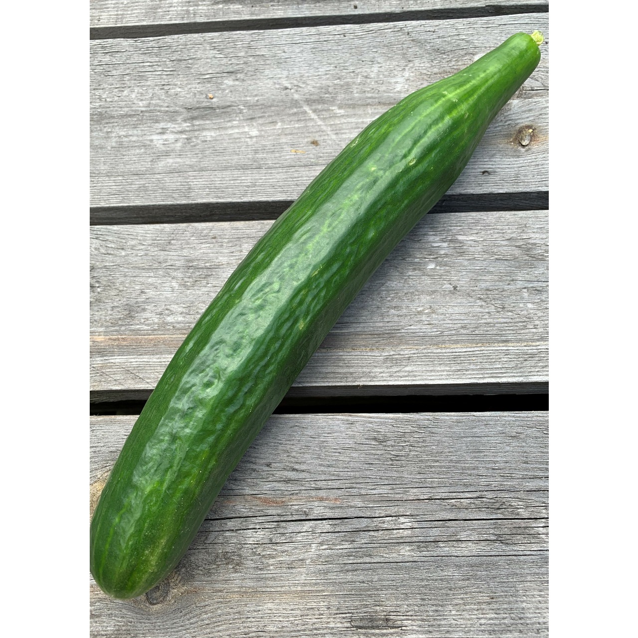 Anzucht-Set "Gewächshausgurken"