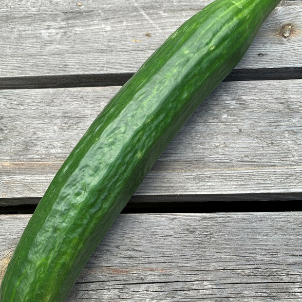 Anzucht-Set "Gewächshausgurken"