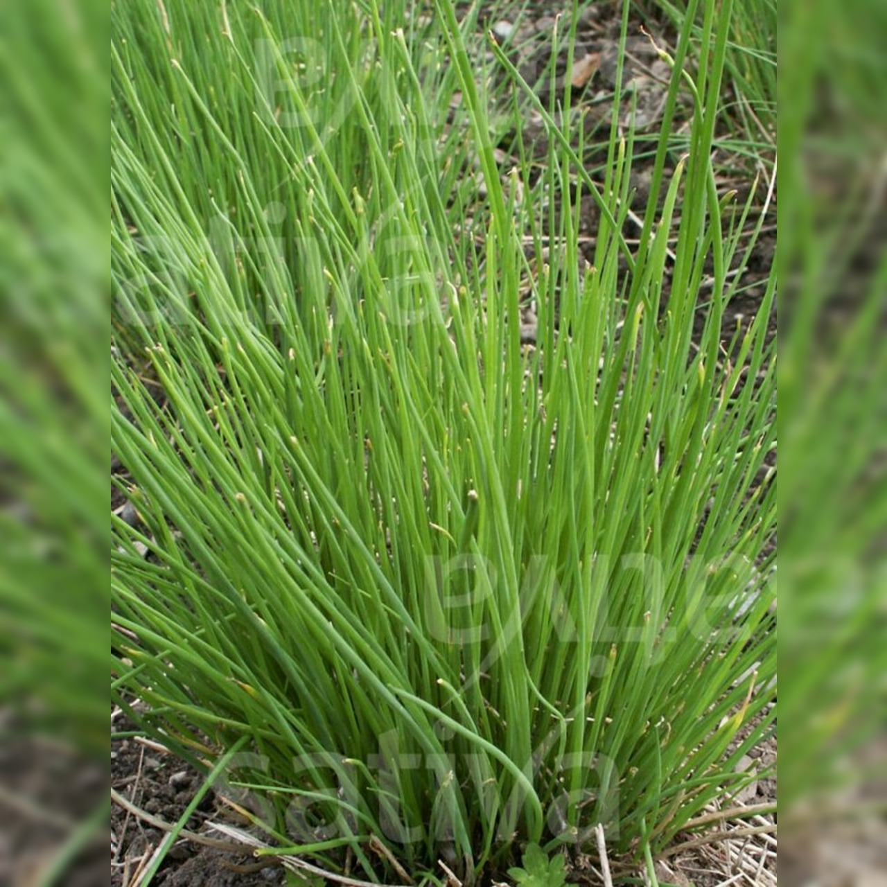 Kräutersamen-Set "Küchenkräuter" - BIO Kräutersamen [samenfest]