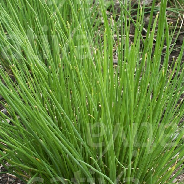 Kräutersamen-Set "Küchenkräuter" - BIO Kräutersamen [samenfest]