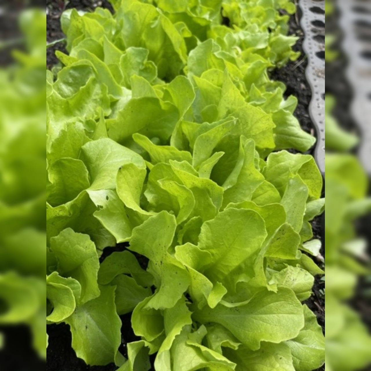 Anfängergemüse-Set - 12 BIO-Sorten [samenfest]