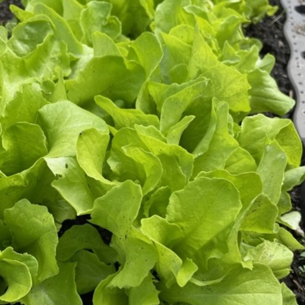 Anfängergemüse-Set - 12 BIO-Sorten [samenfest]