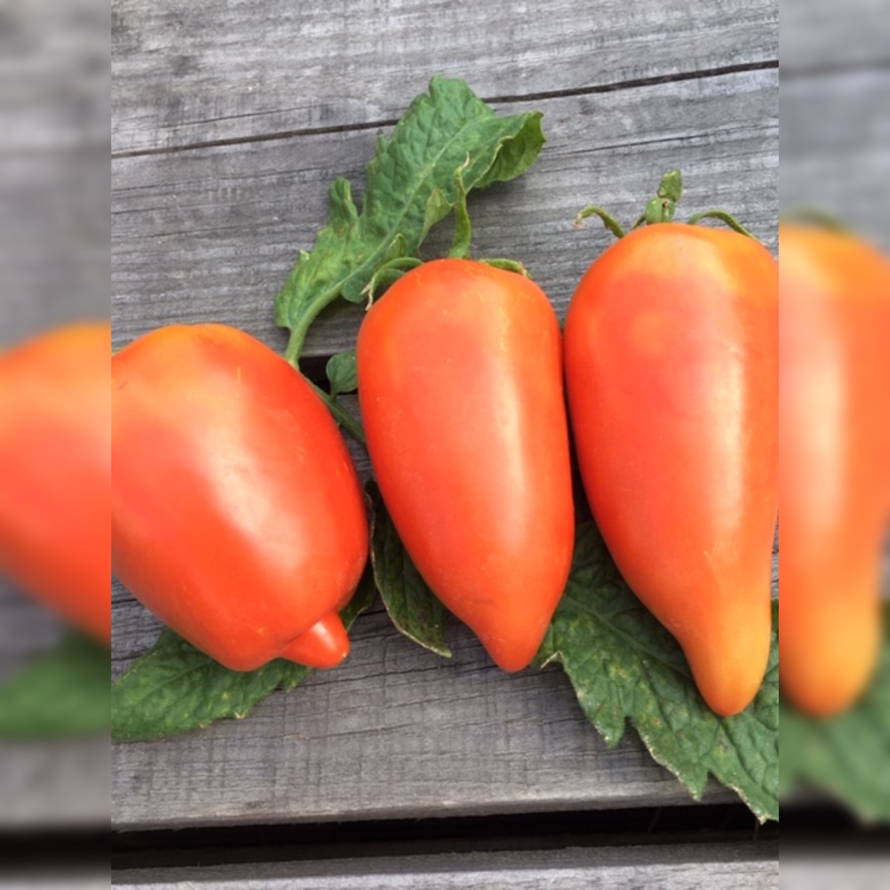 Tomate "Andenhorn" - BIO-Tomatensorte [samenfest]