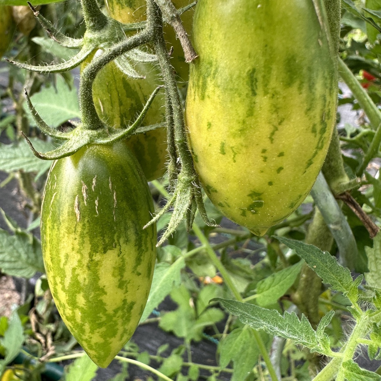Tomate "Green Sausage" - BIO-Tomatensorte [samenfest]