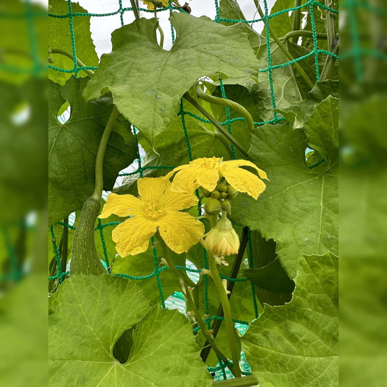 Schwammgurke "Luffa-Gurke" Bio-Freilandgurke (samenfest)